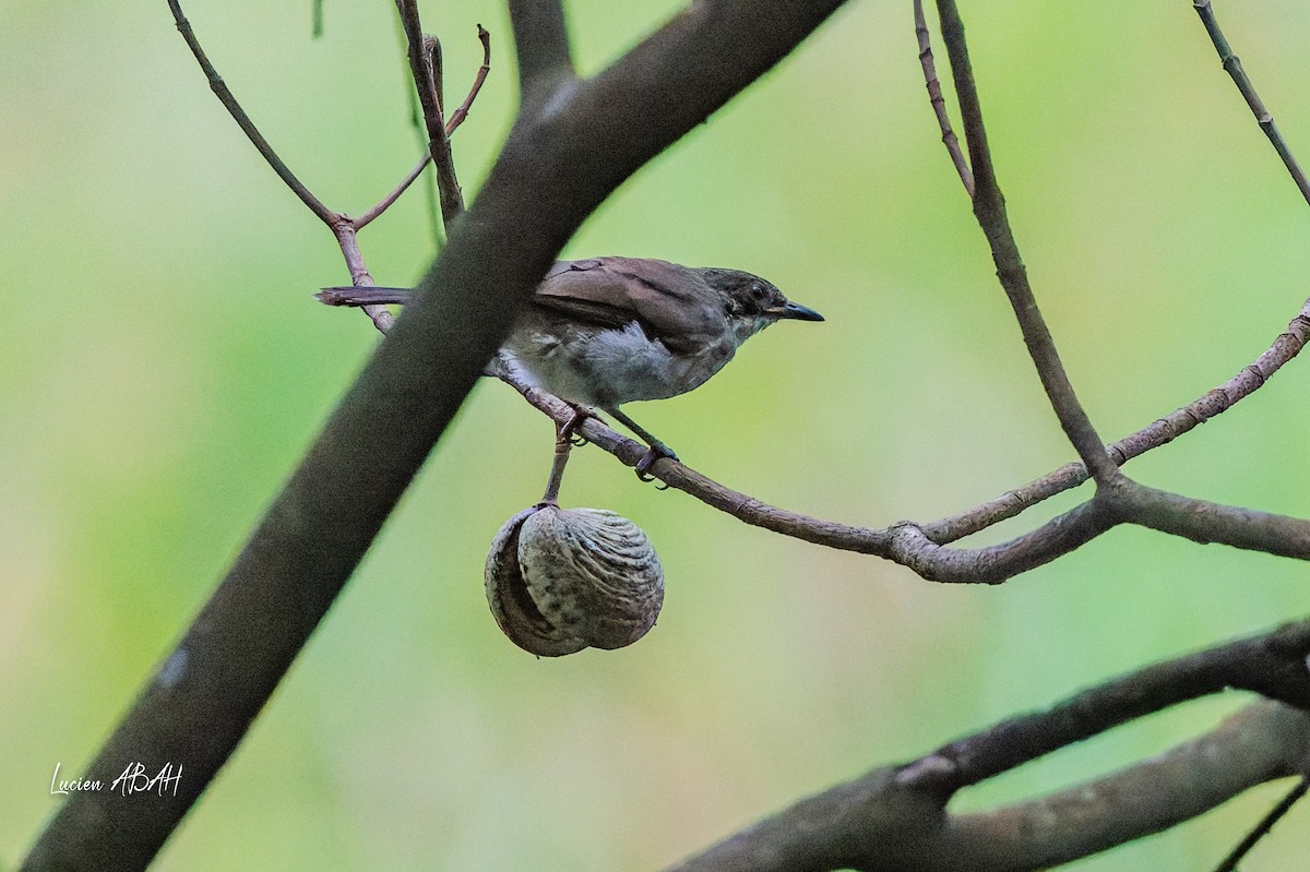 Yellow-throated Greenbul (soror) - ML623845287