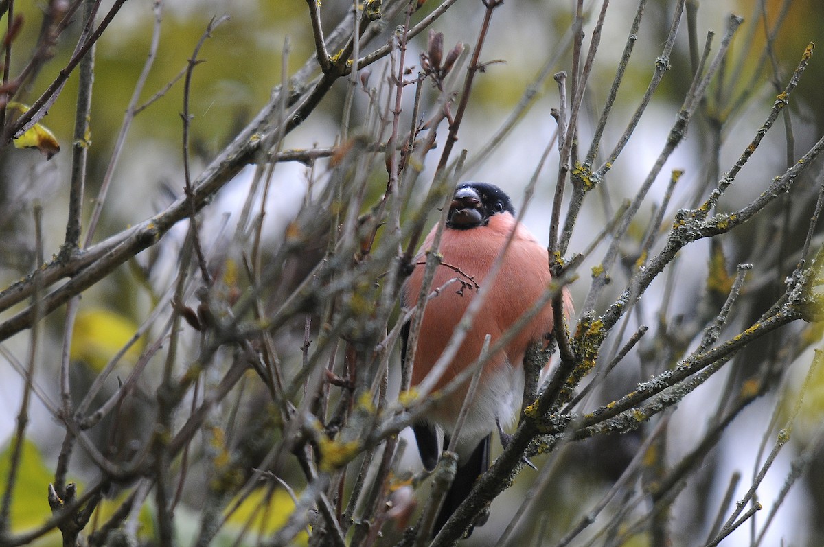 Eurasian Bullfinch - ML623845293