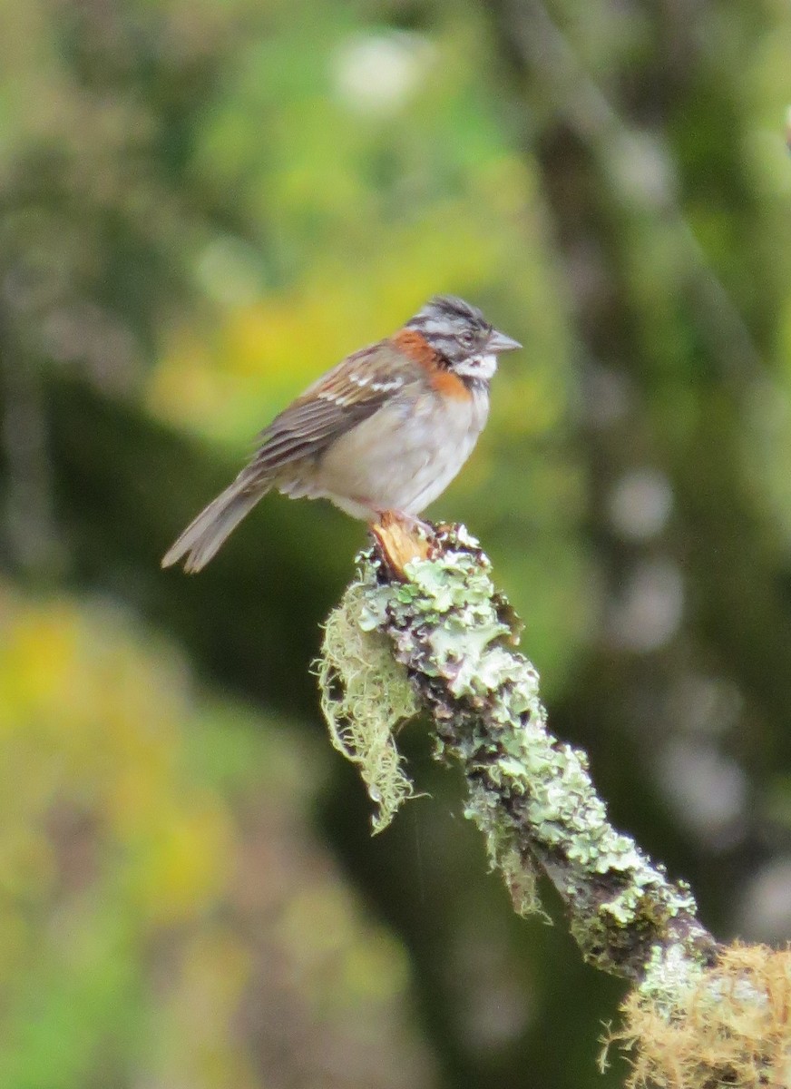 Rufous-collared Sparrow - ML623845303