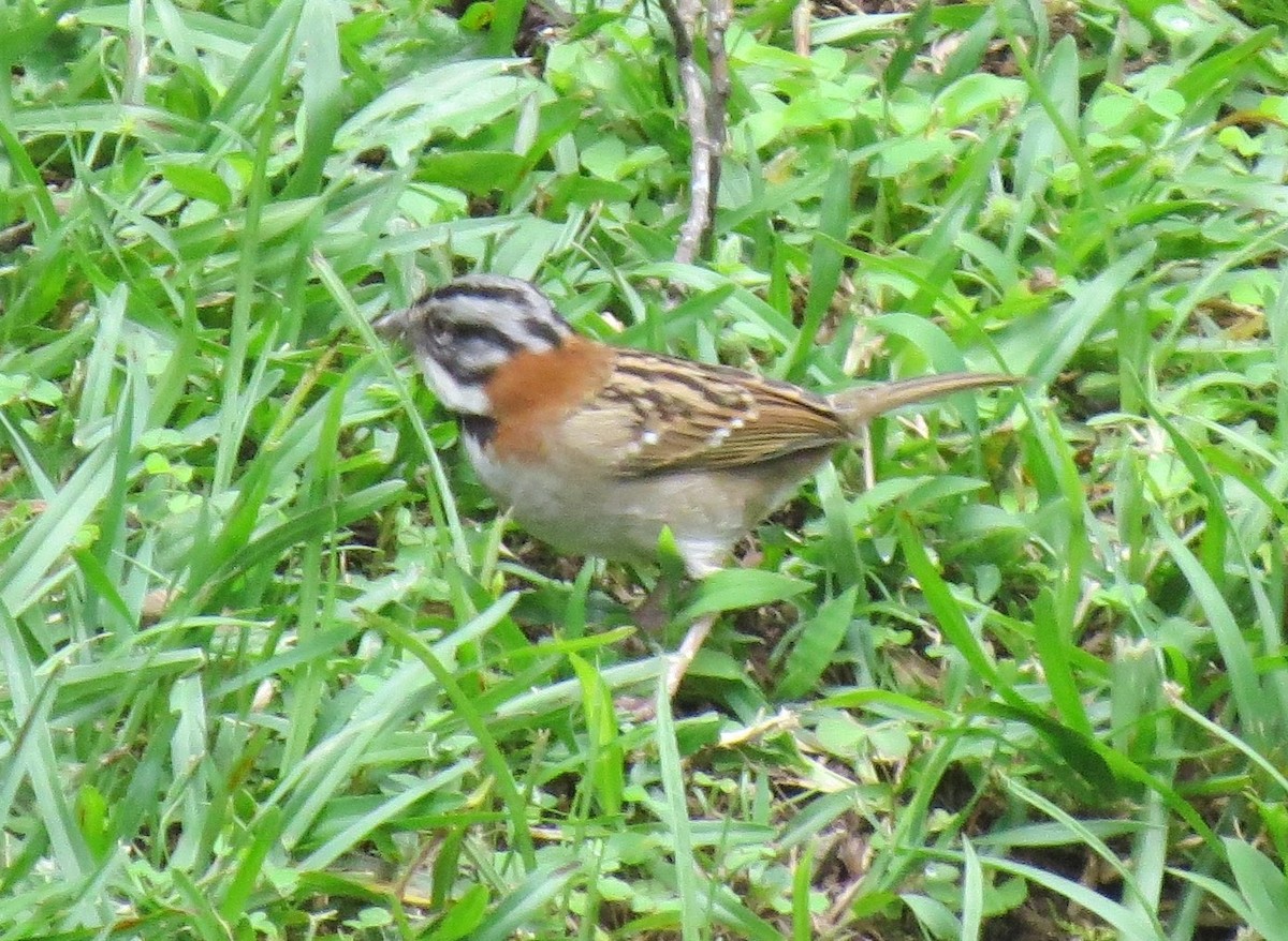 Rufous-collared Sparrow - ML623845304