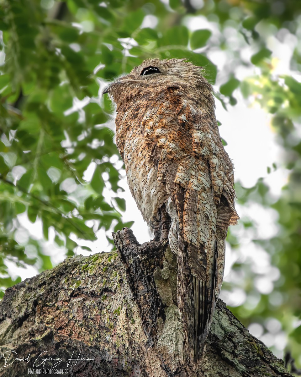 Great Potoo - ML623845317