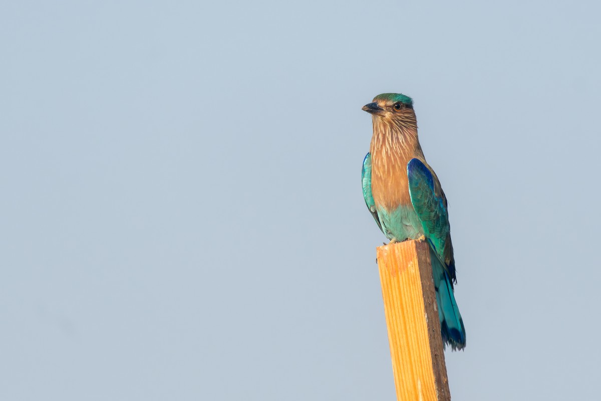 Indian Roller - ML623845352