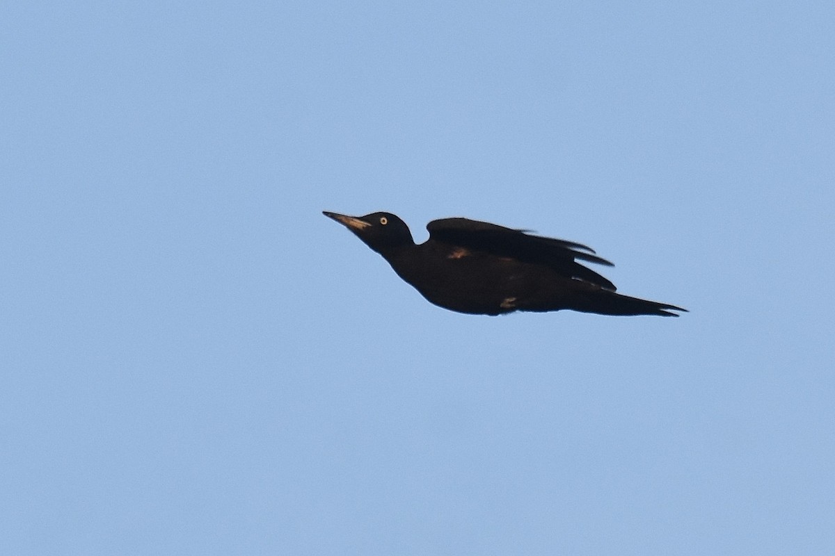 Black Woodpecker - ML623845356