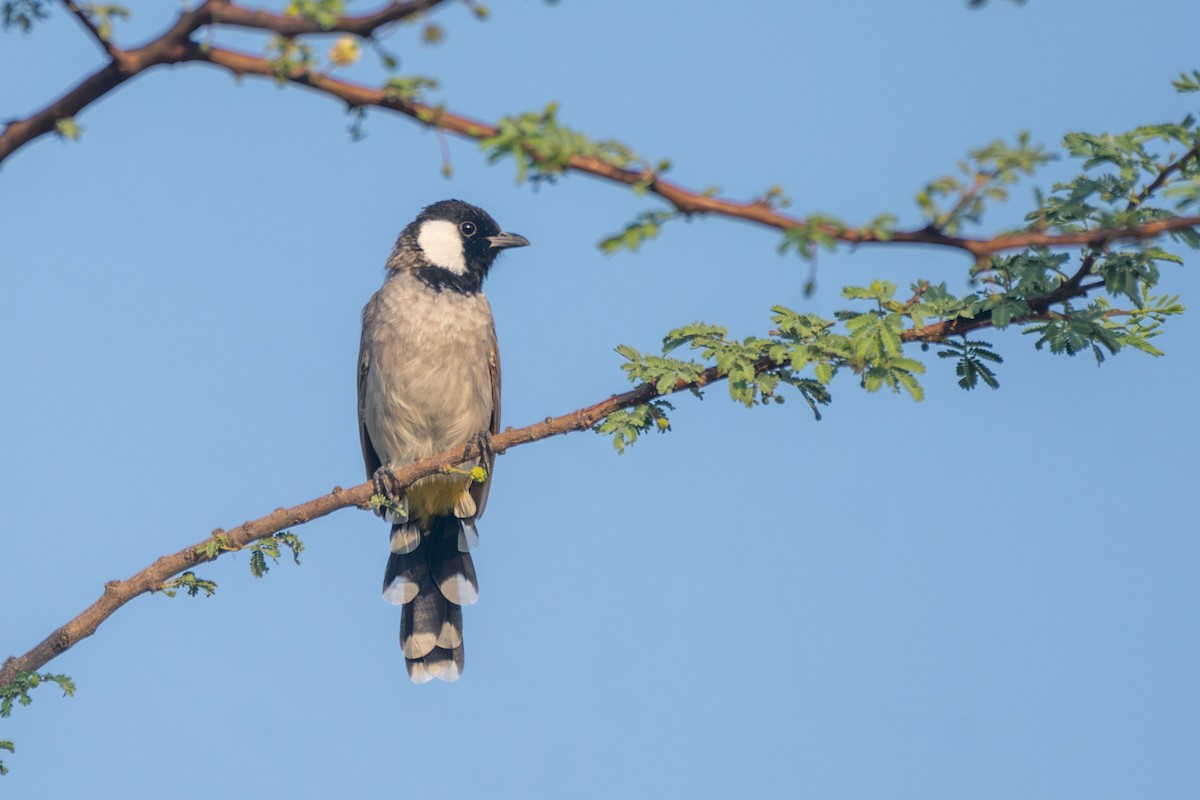 White-eared Bulbul - ML623845372