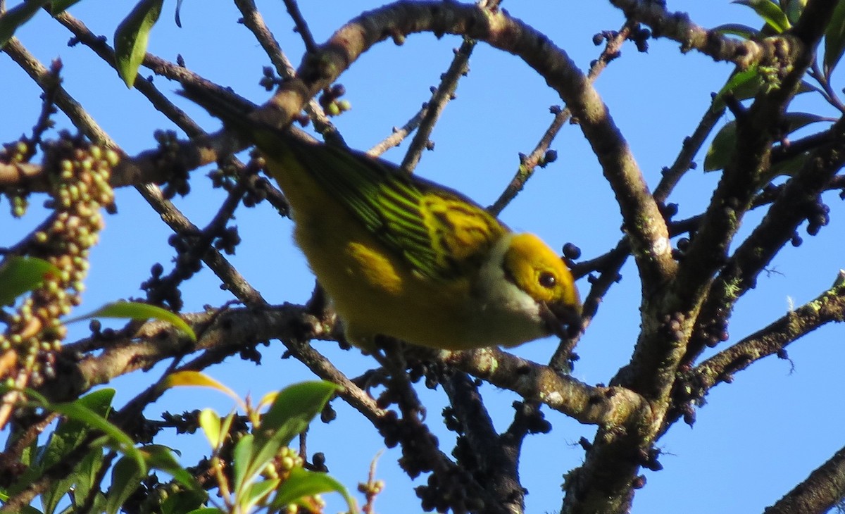 Silver-throated Tanager - ML623845380