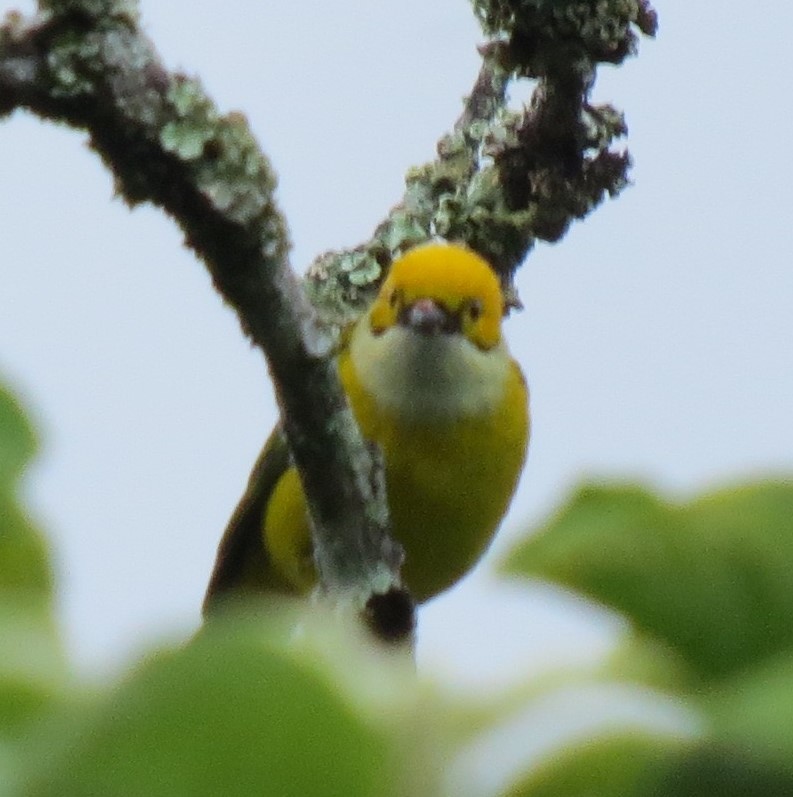 Silver-throated Tanager - ML623845381