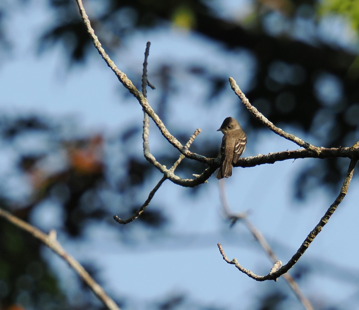 Eastern Wood-Pewee - ML623845389