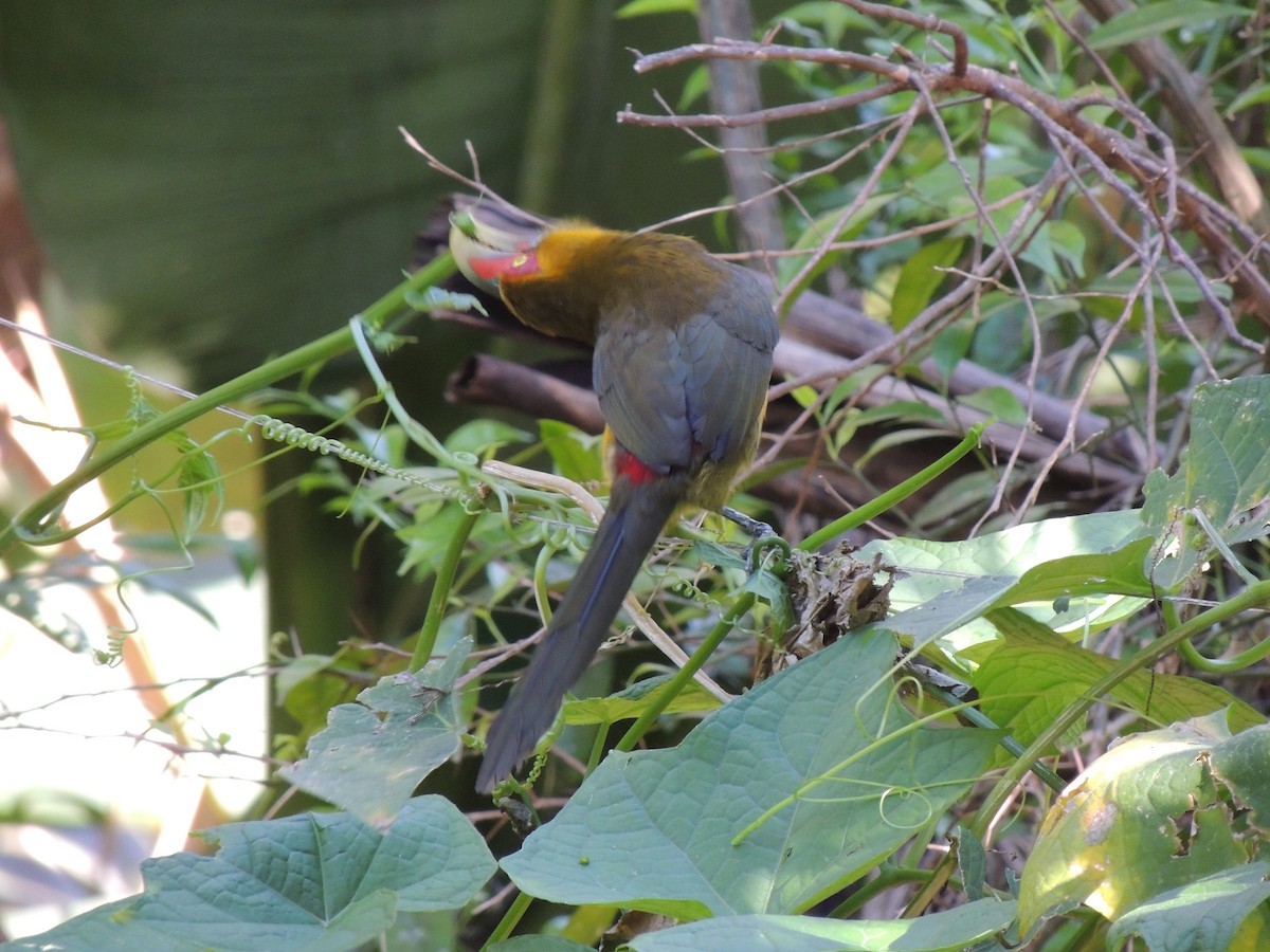 Saffron Toucanet - ML623845414