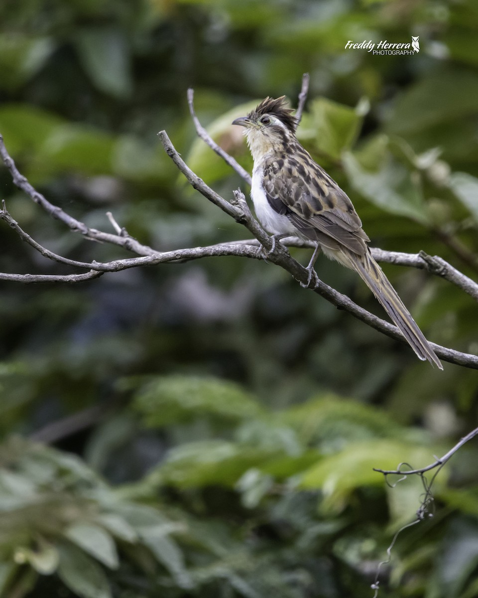 Striped Cuckoo - ML623845450