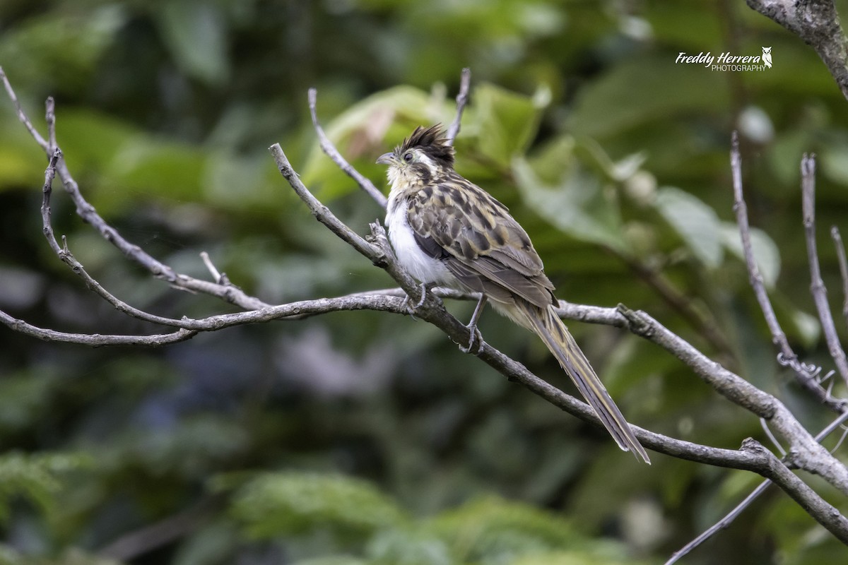 Striped Cuckoo - ML623845451