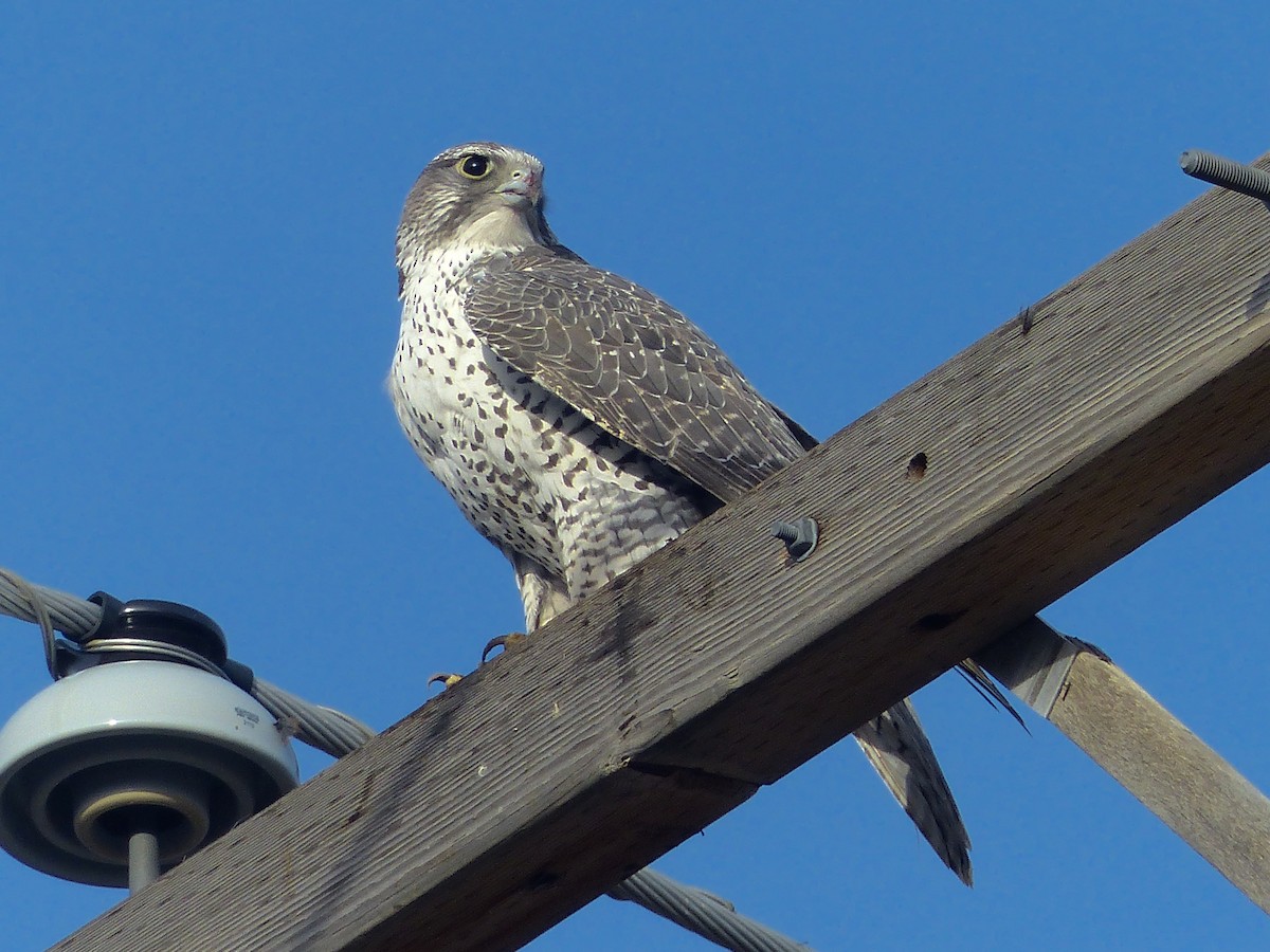 Gyrfalcon - ML623845457