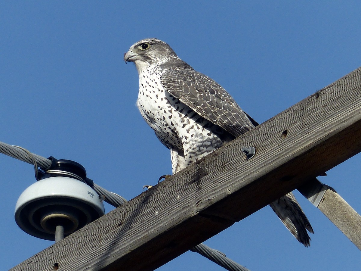 Gyrfalcon - ML623845460