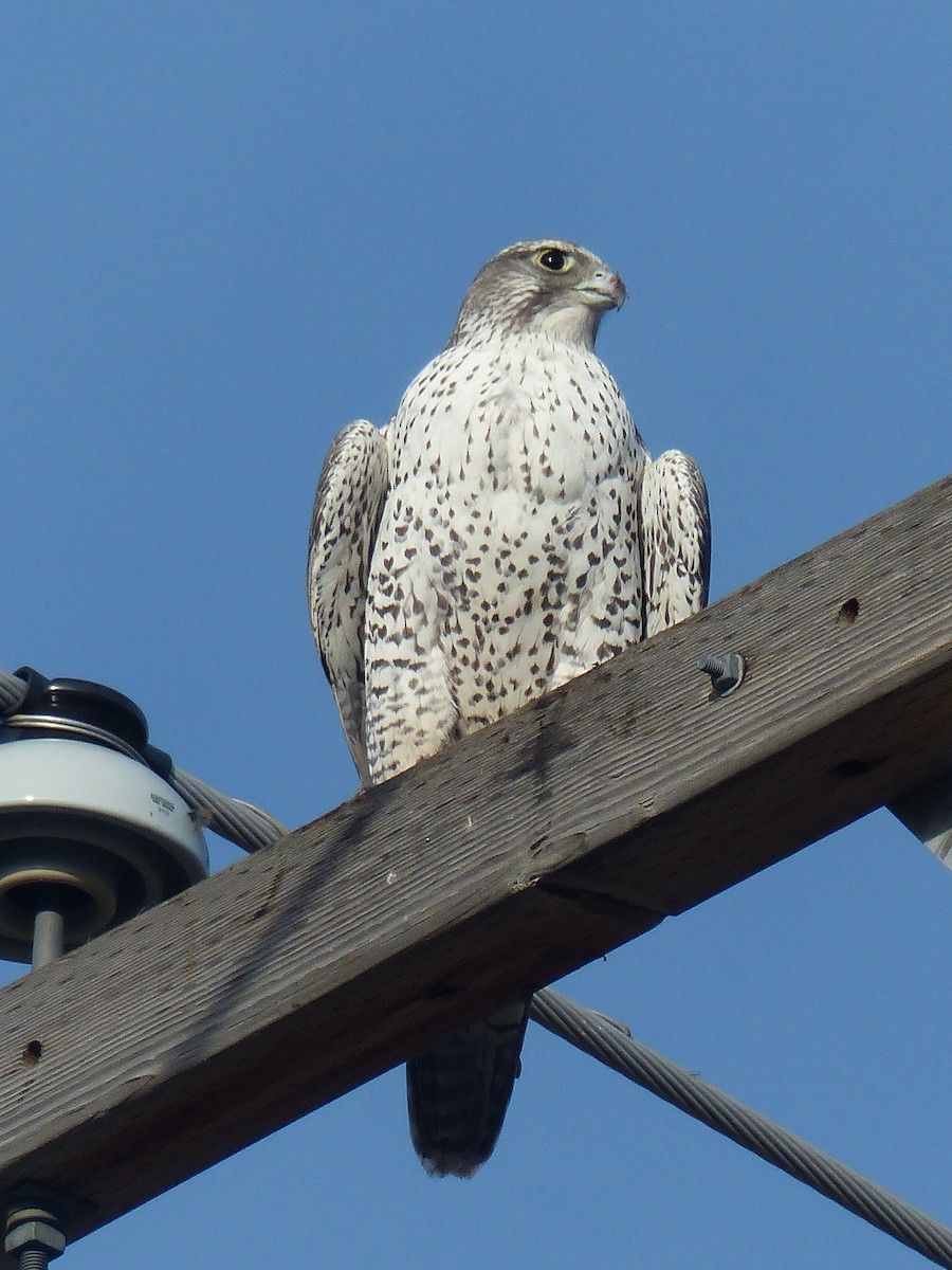 Gyrfalcon - ML623845462