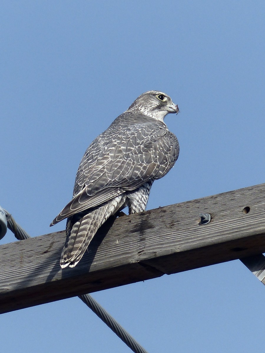 Gyrfalcon - ML623845467