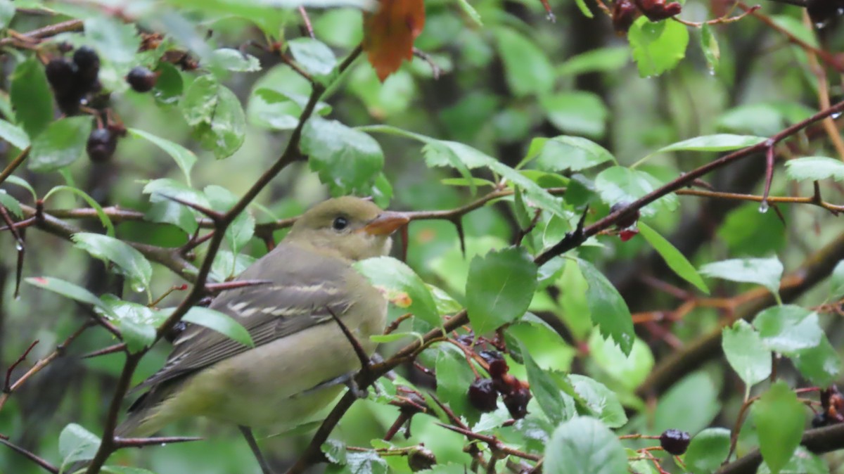 Western Tanager - ML623845488