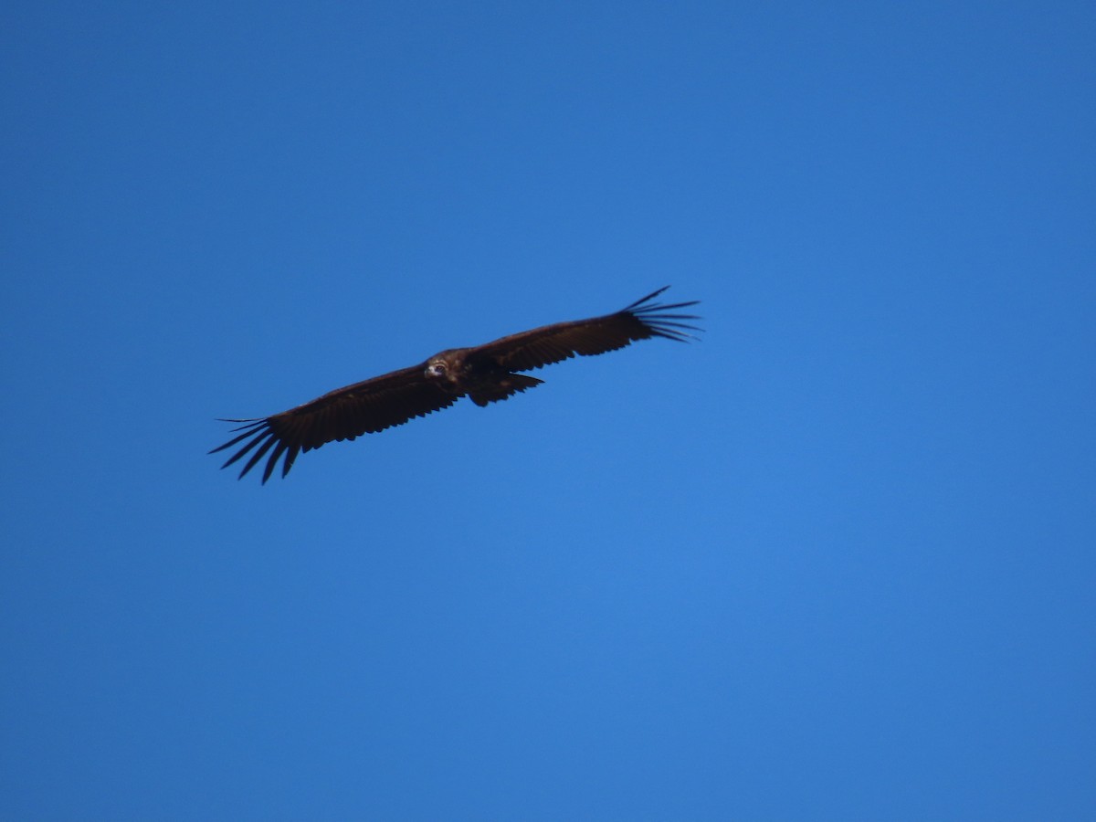 Cinereous Vulture - ML623845629