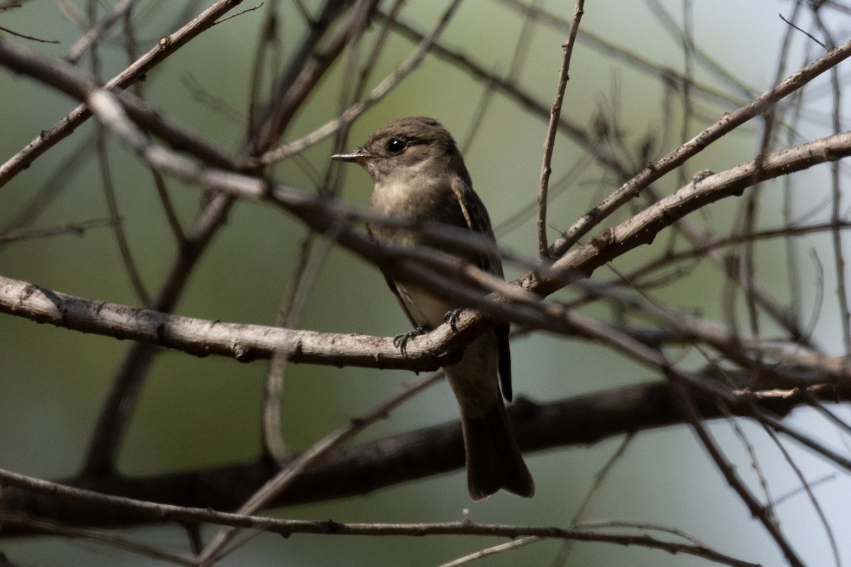 Western Wood-Pewee - ML623845670