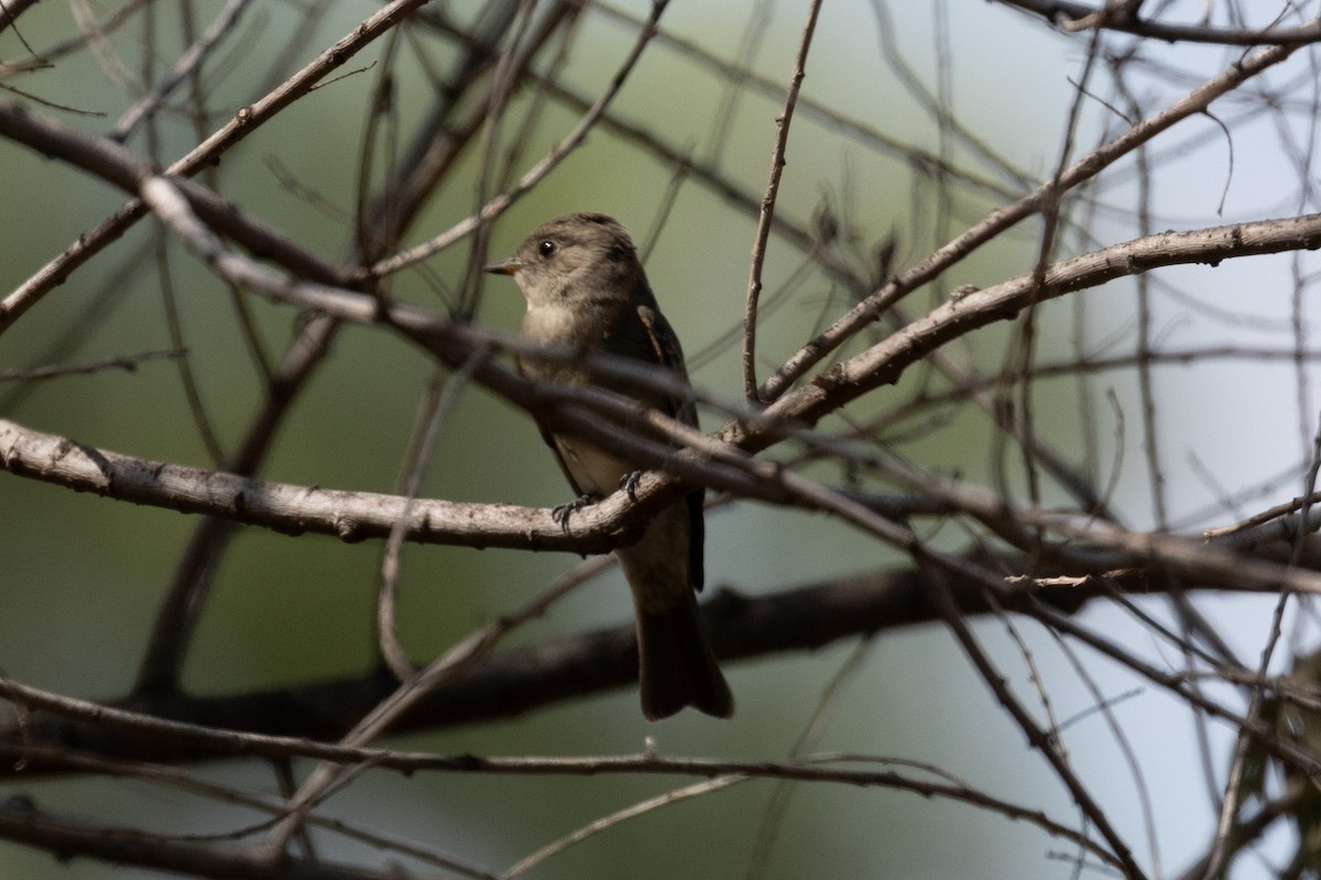 Western Wood-Pewee - ML623845671