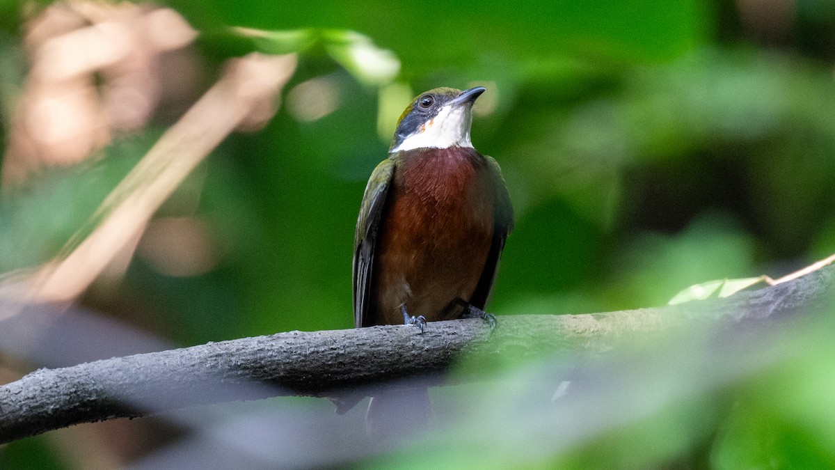 Yellow-crowned Manakin - ML623845710