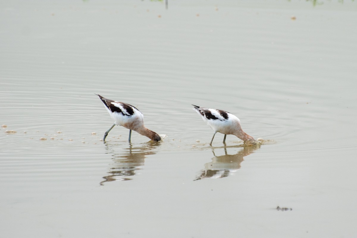 American Avocet - ML623845715