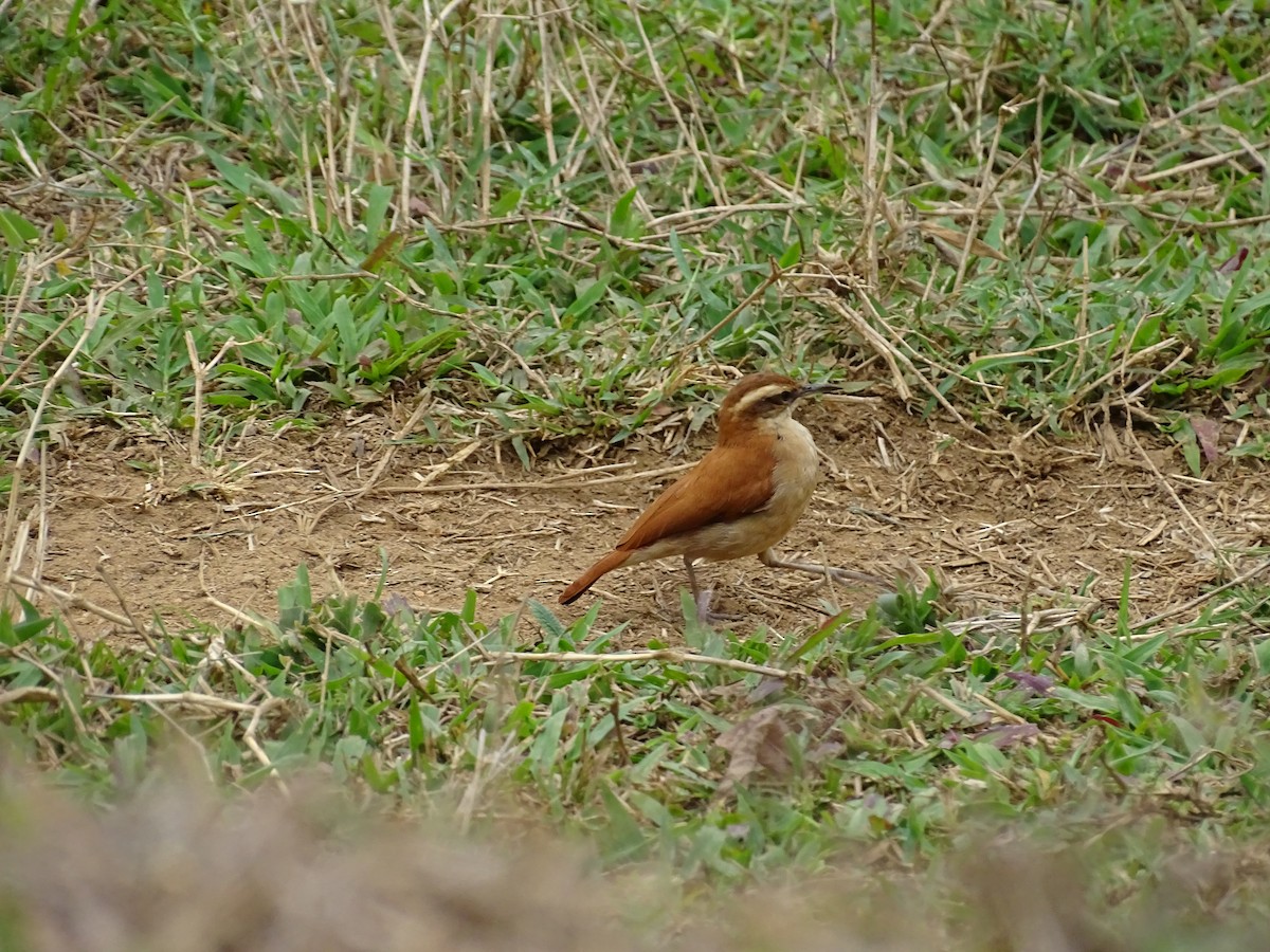 Wing-banded Hornero - ML623845757