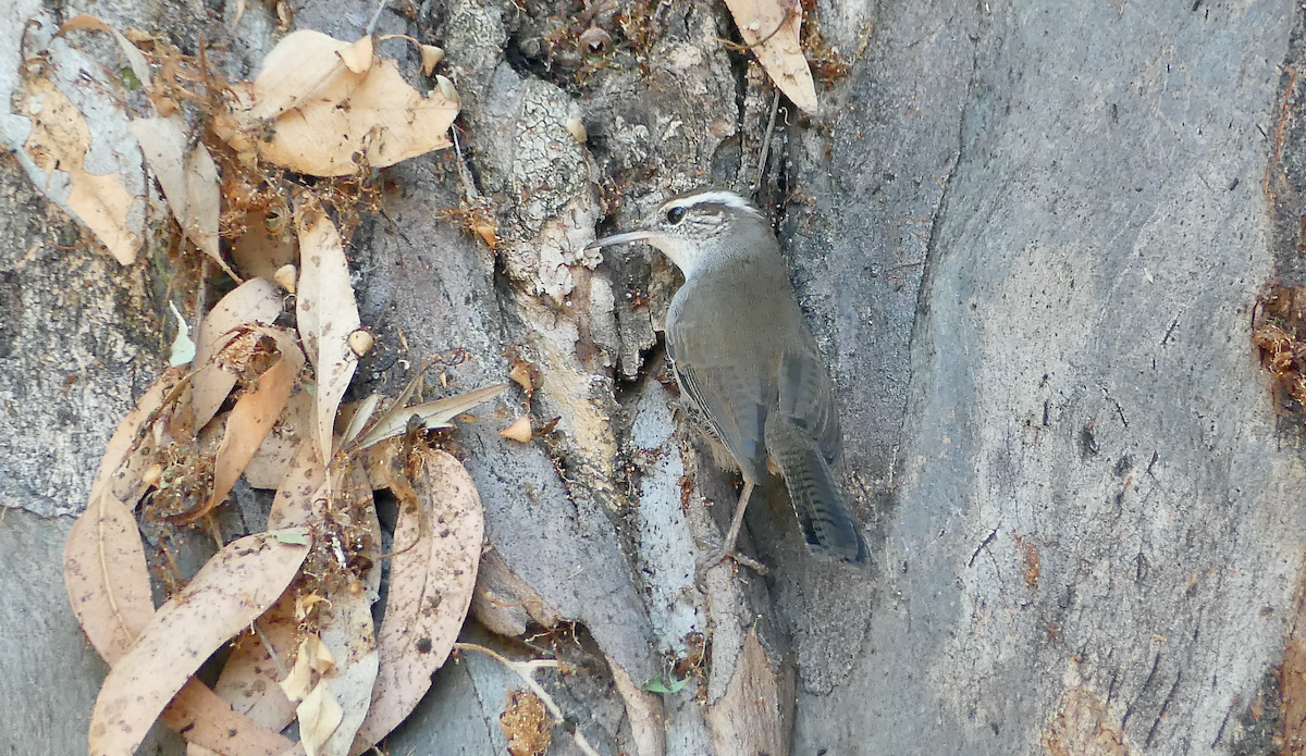 Bewick's Wren - ML623845764