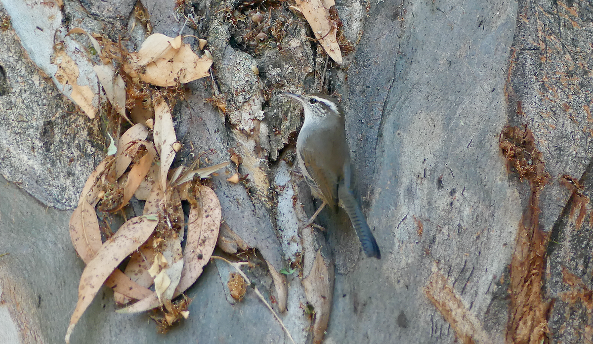 Bewick's Wren - ML623845766