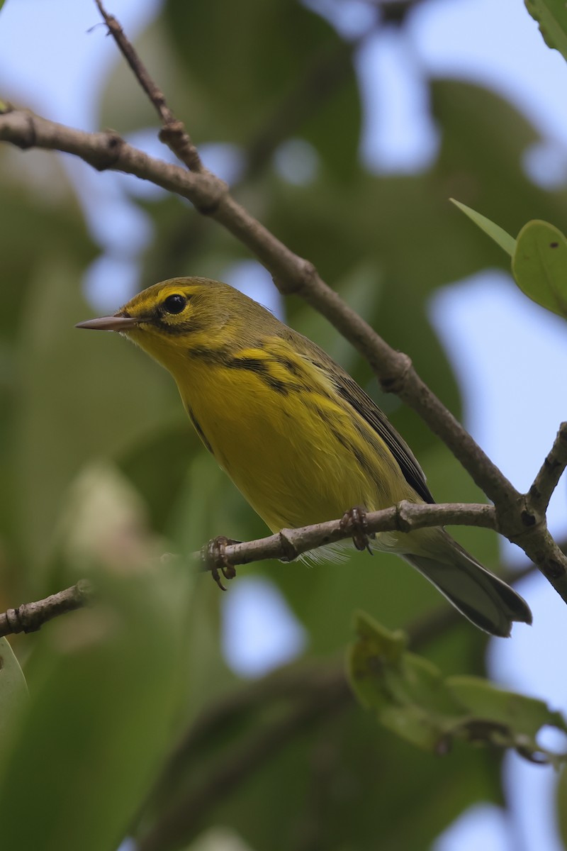 Prairie Warbler - ML623845791