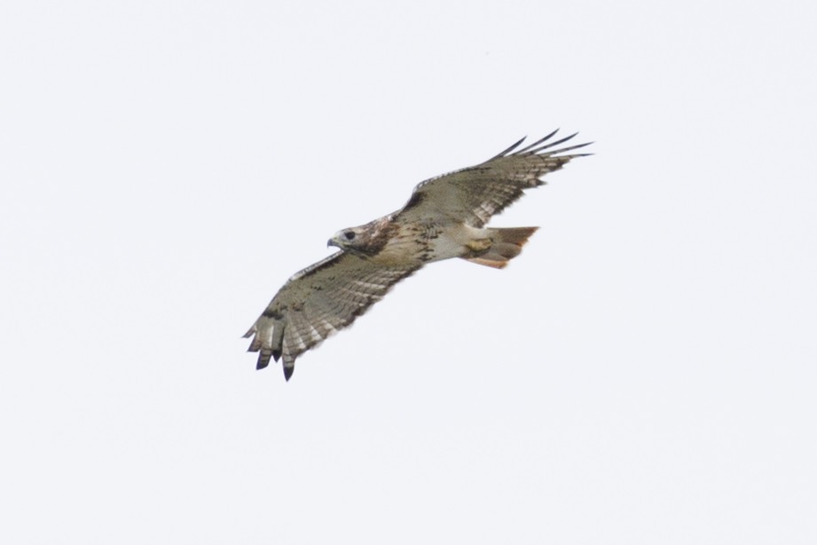 Red-tailed Hawk - Tommy Quarles