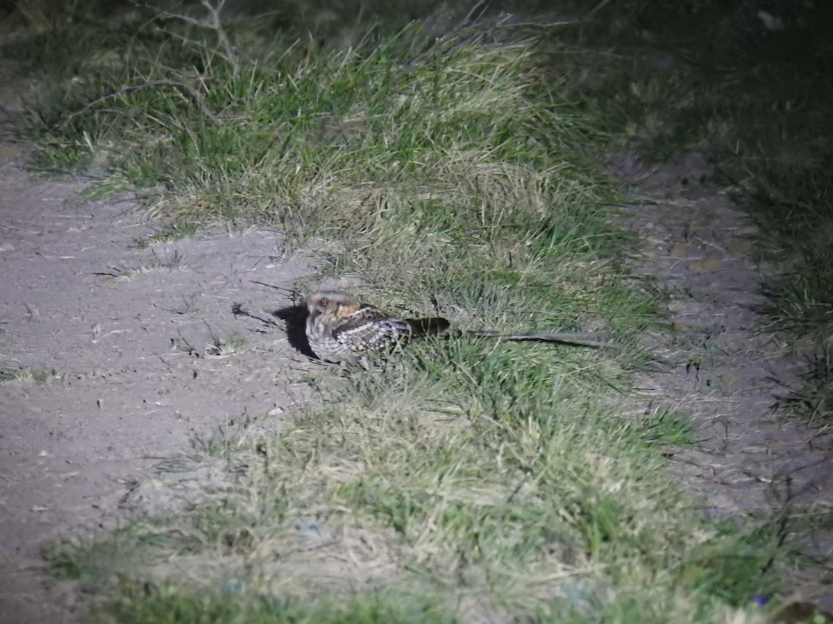 Scissor-tailed Nightjar - ML623845842