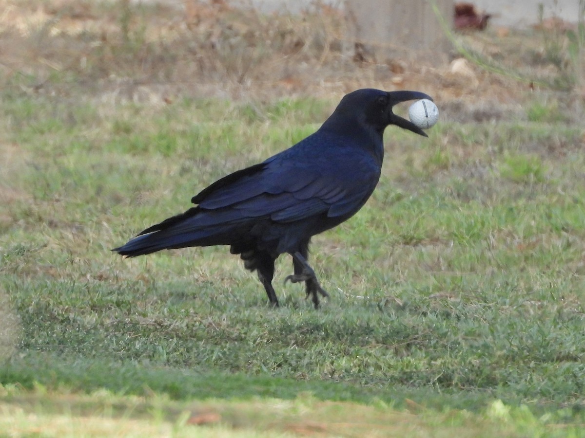 Common Raven - ML623845874