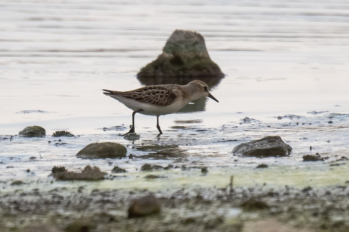 Little Stint - Göktuğ  Güzelbey