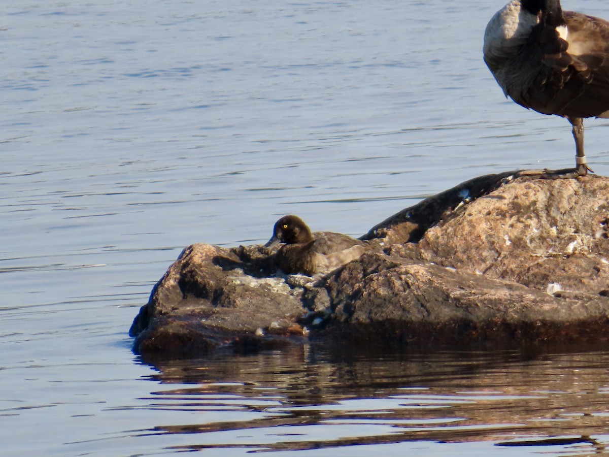 Greater Scaup - ML623845902