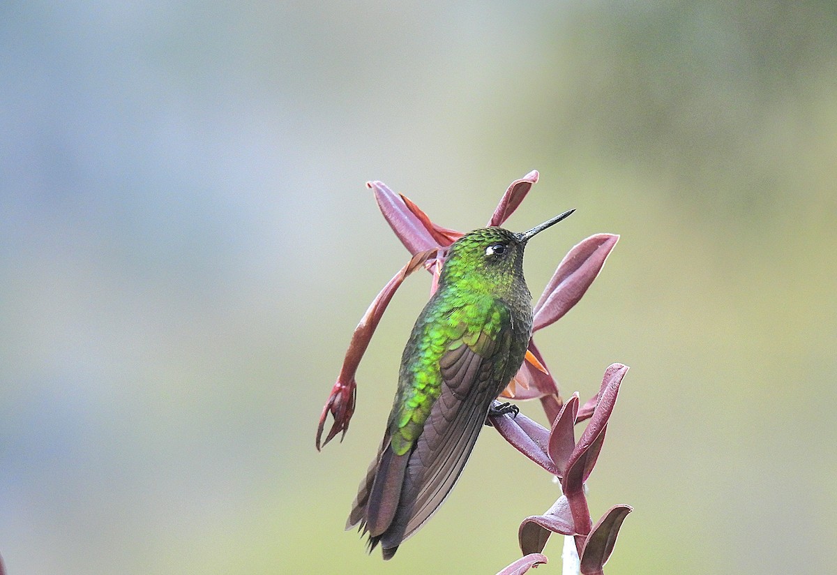 Tyrian Metaltail - Kathy Hart