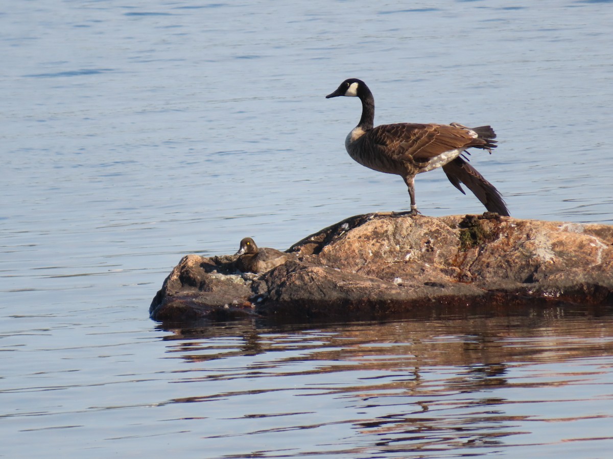 Canada Goose - Christine Cote