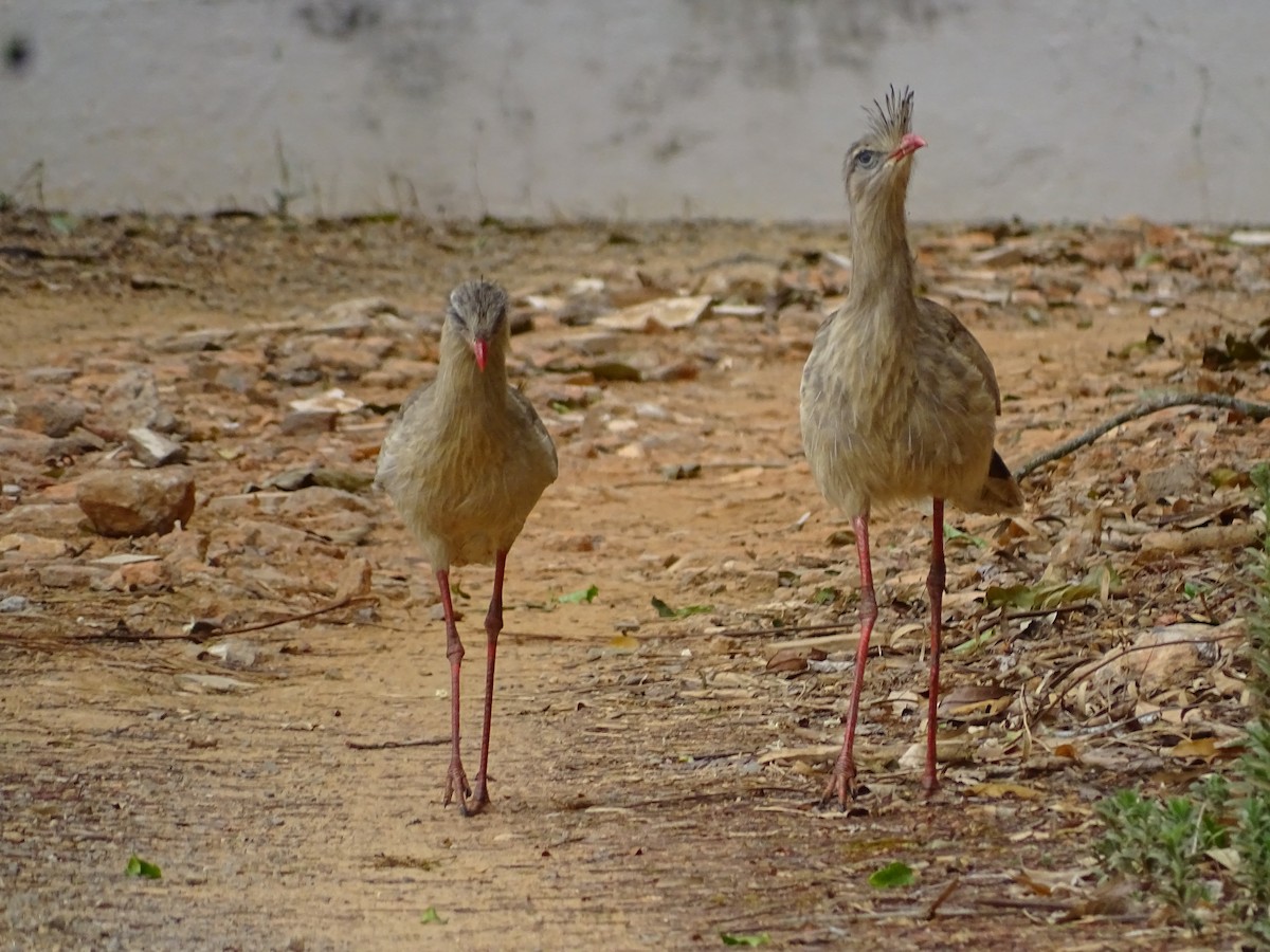 Red-legged Seriema - Regina Santini