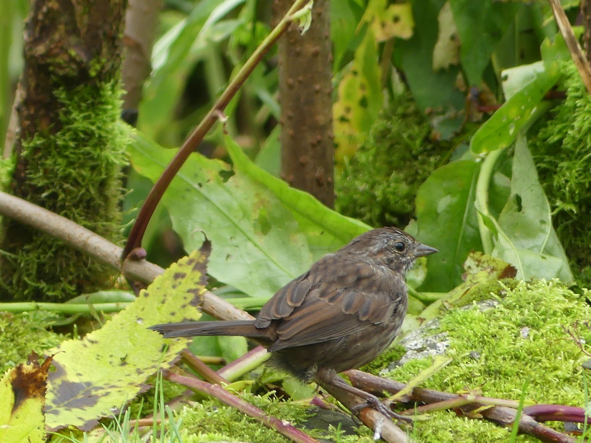 Song Sparrow - ML623845943