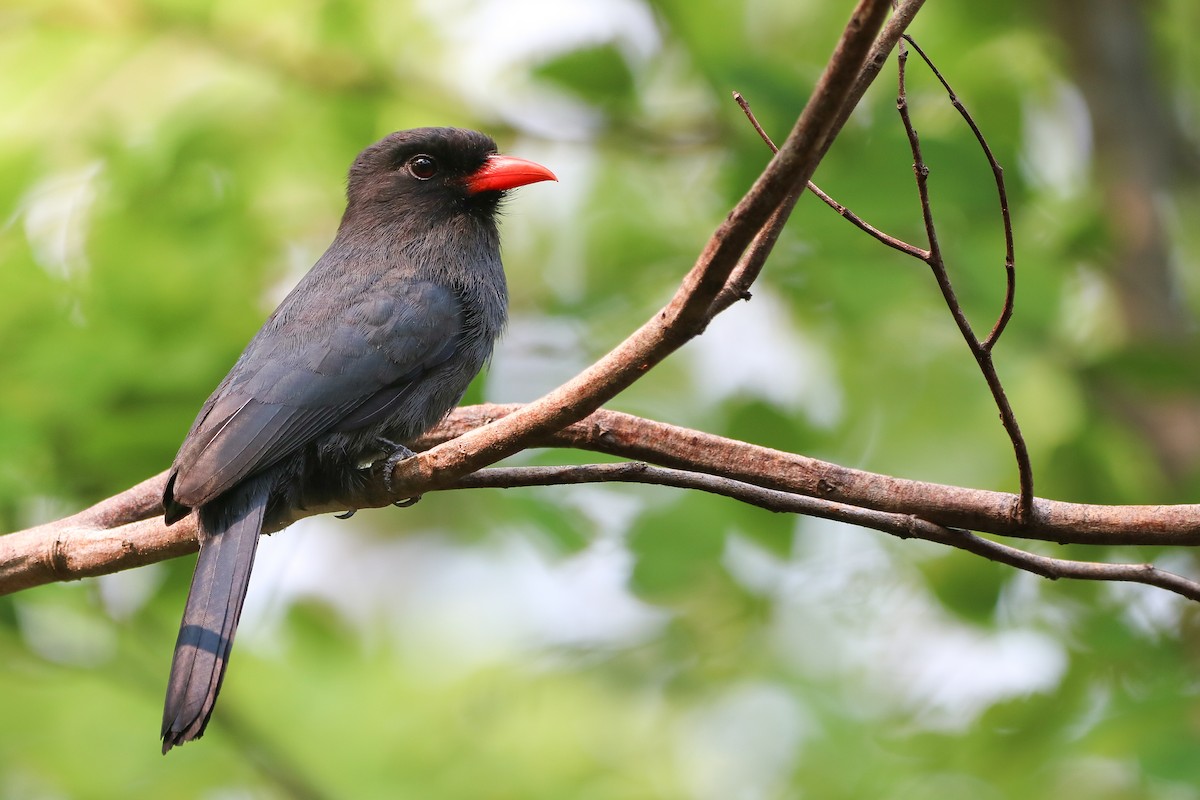 Black-fronted Nunbird - ML623845946