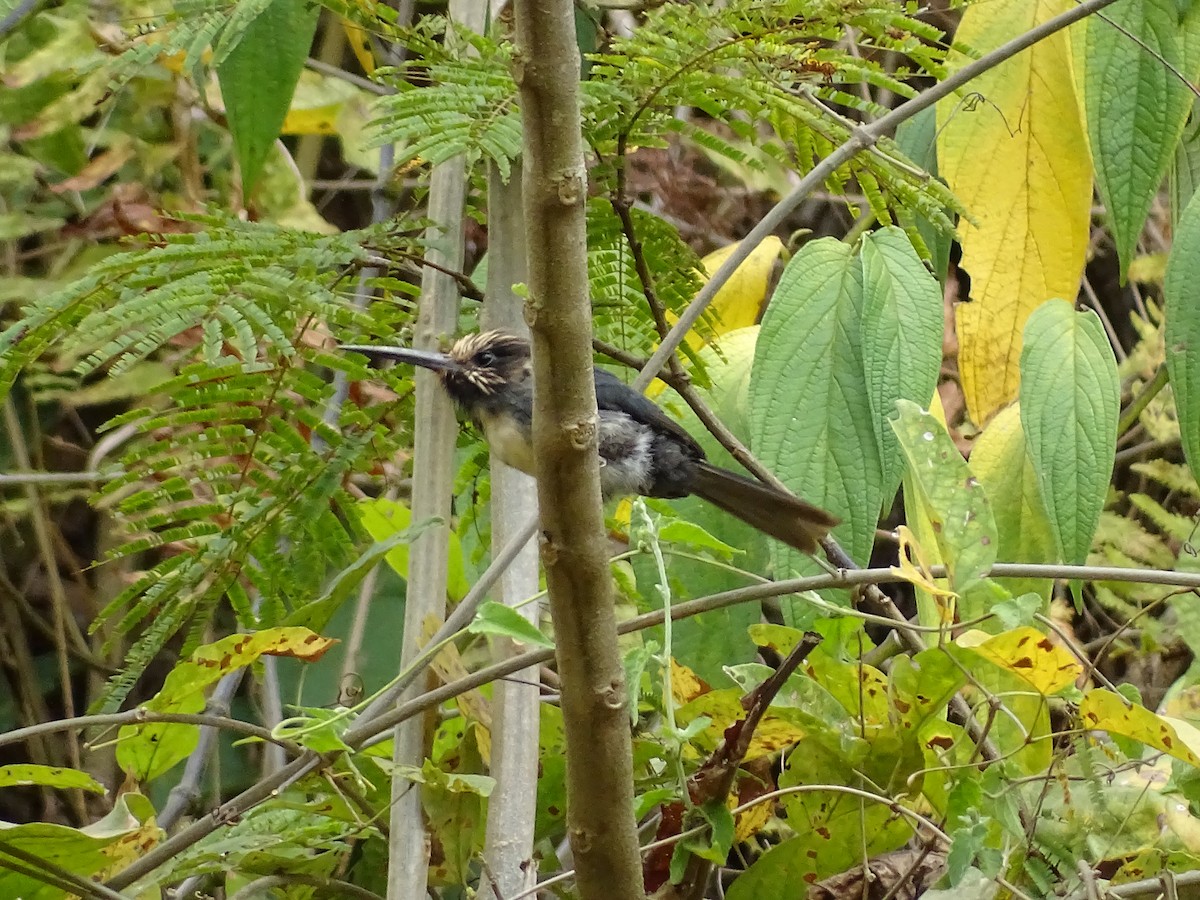 Three-toed Jacamar - ML623845952