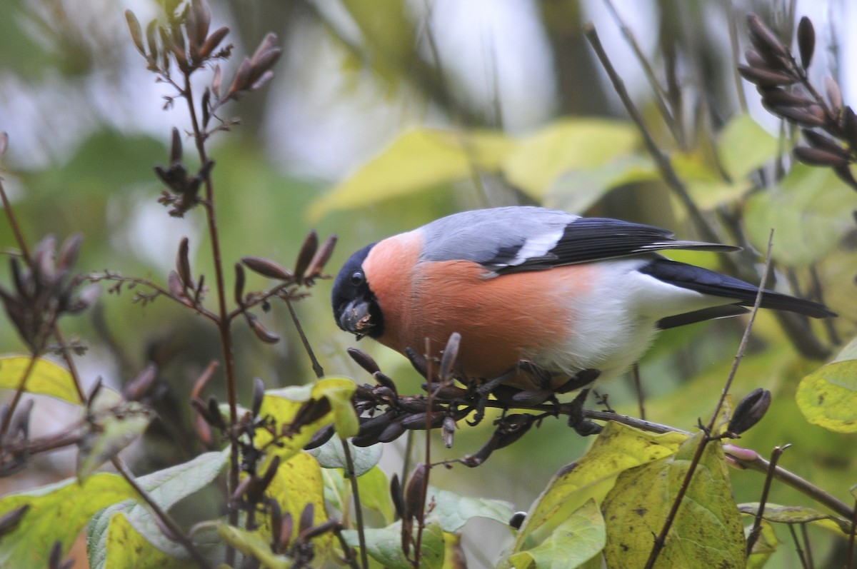 Eurasian Bullfinch - Augusto Faustino