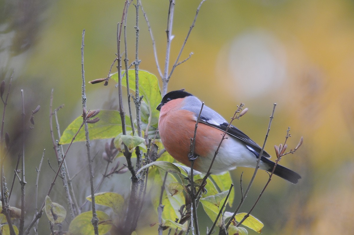 Eurasian Bullfinch - ML623845974