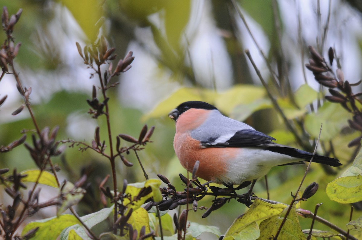 Eurasian Bullfinch - ML623845975