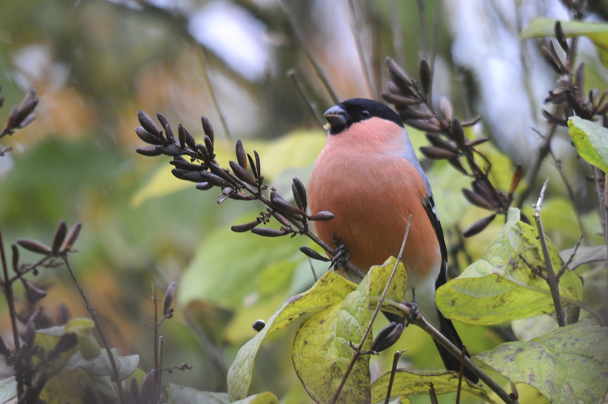 Eurasian Bullfinch - ML623845976