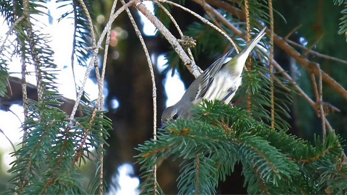 Cape May Warbler - ML623845980