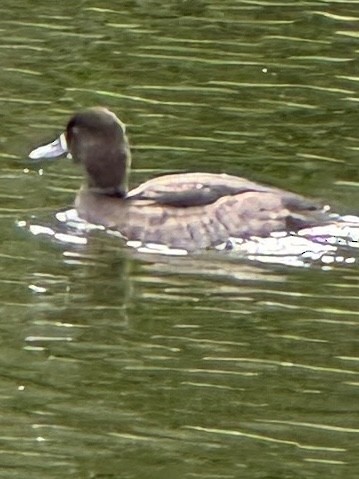 Greater Scaup - ML623845981