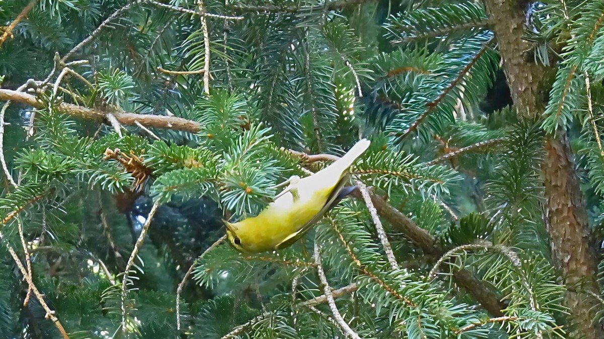 Tennessee Warbler - Ian Lynch