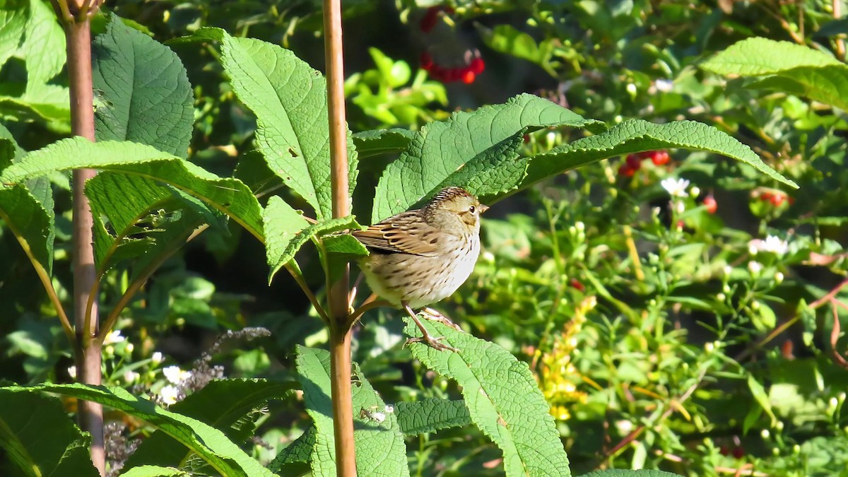 Lincoln's Sparrow - Ian Lynch