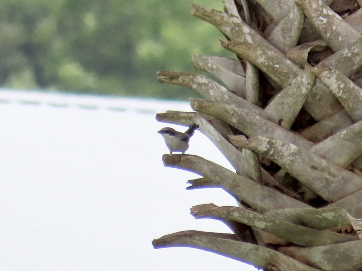 Loggerhead Shrike - ML623846008