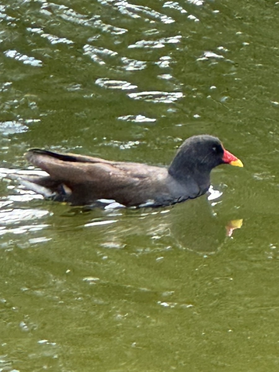 Eurasian Moorhen - ML623846013