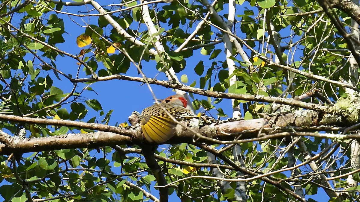 Northern Flicker - ML623846030